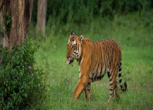 Mysore To Kabini 1 Day Tour Package