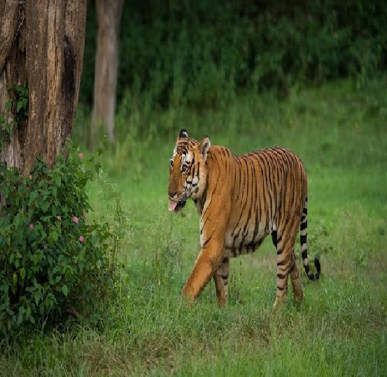 Mysore To Kabini 1 Day Tour Package
