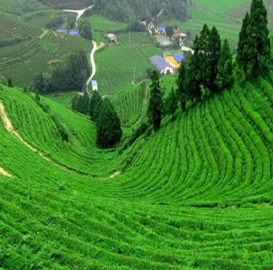 Mysore Ooty Wayanad 5 Day Tour Package