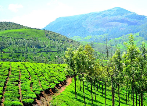 Mysore to Munnar 3 Day Tour Package