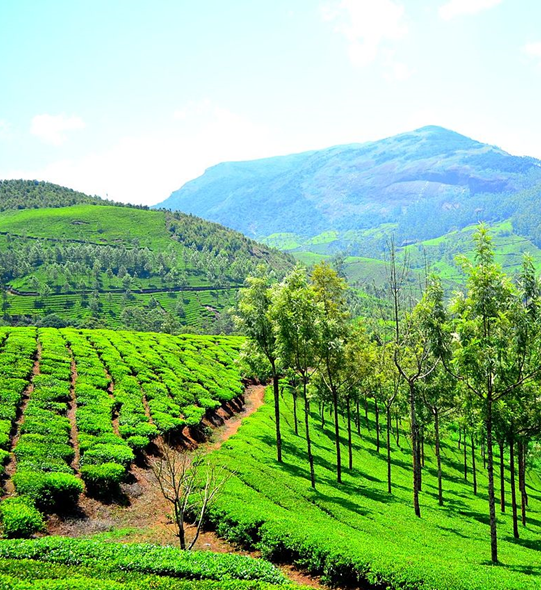 Mysore to Munnar 3 Day Tour Package
