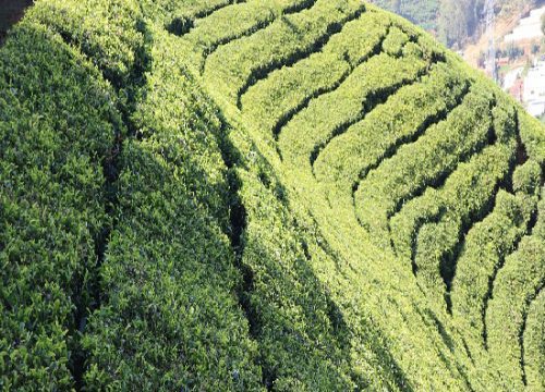 Mysore Coorg Wayanad 5 Day Tour Package