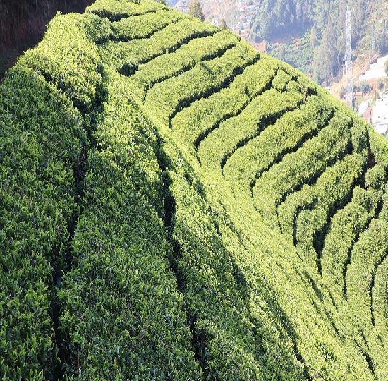 Mysore Coorg Wayanad 5 Day Tour Package